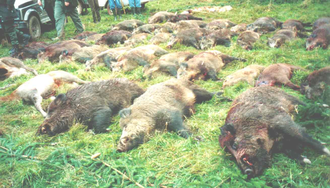 Segusius_drei reife Keiler