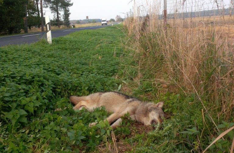 Wolf Unfall1